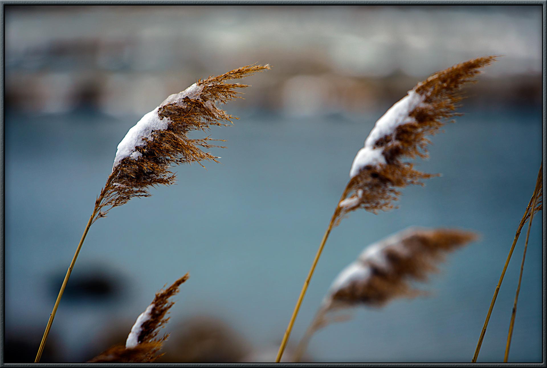 Ferns_in_Snow